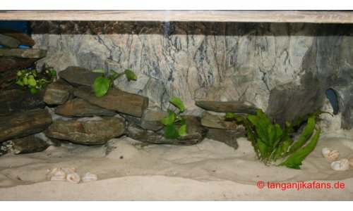 Neolamprologus multifasciatus Becken